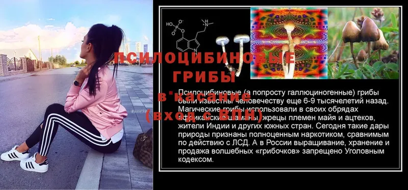 Галлюциногенные грибы Psilocybe  купить наркоту  Мензелинск 